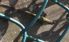 Anolis carolinensis