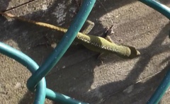 Anolis carolinensis