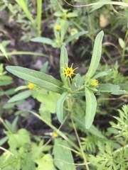 Melampodium longicorne