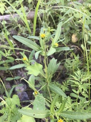 Melampodium longicorne