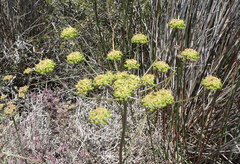 Annesorhiza macrocarpa