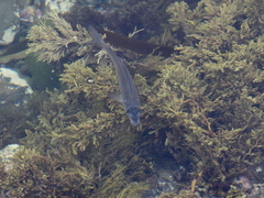 Latridopsis ciliaris