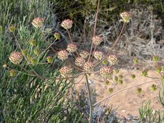Annesorhiza macrocarpa