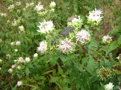 Baccharoides adoensis