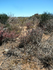 Annesorhiza macrocarpa