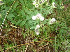 Baccharoides adoensis