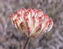 Annesorhiza macrocarpa