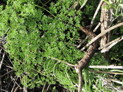 Annesorhiza macrocarpa