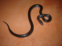 Lycophidion capense capense