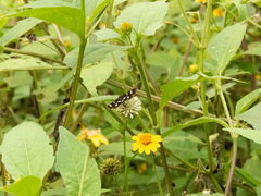 Desmia octomaculalis