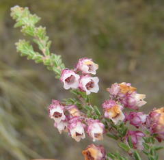 Erica fimbriata