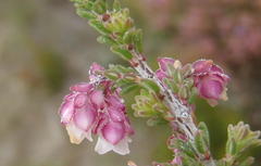 Erica fimbriata