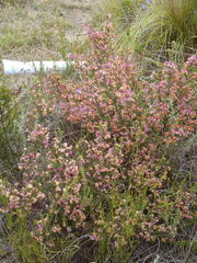 Erica fimbriata