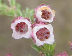 Erica fimbriata