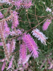 Mimosa dysocarpa