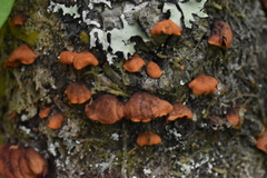 Anthracophyllum discolor