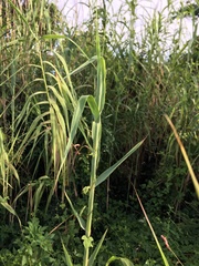 Arundo donax