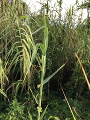 Arundo donax