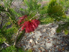 Melaleuca quadrifida