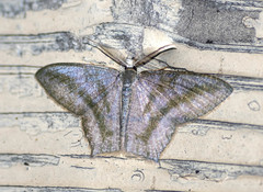 Maxates thetydaria