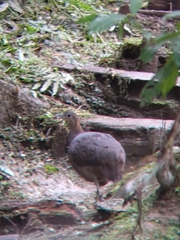 Tinamus solitarius