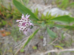 Othonna digitata