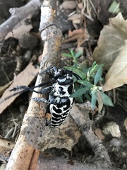 Plectrodera scalator