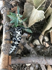 Plectrodera scalator