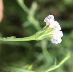 Symphyotrichum subulatum