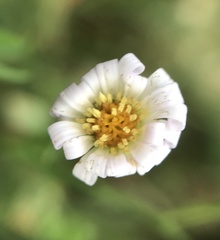 Symphyotrichum subulatum