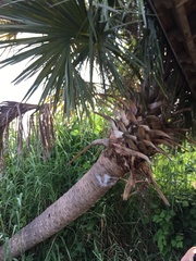 Sabal palmetto