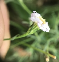 Symphyotrichum subulatum