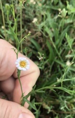 Symphyotrichum subulatum