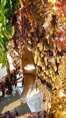 Laminaria sinclairii