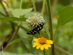 Desmia octomaculalis