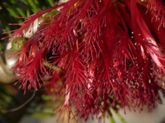 Melaleuca quadrifida
