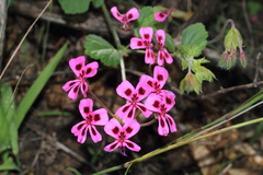Pelargonium echinatum
