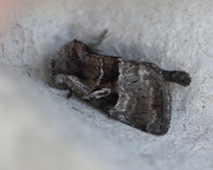 Meropleon ambifusca