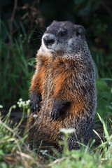 Marmota monax