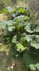Gunnera insignis