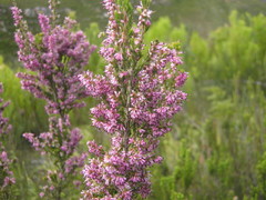 Erica uberiflora