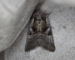 Meropleon ambifusca