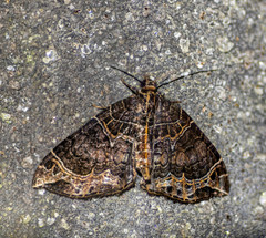 Ecliptopera dentifera