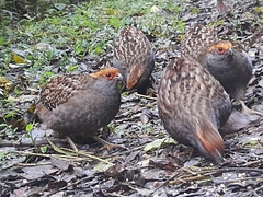 Odontophorus capueira