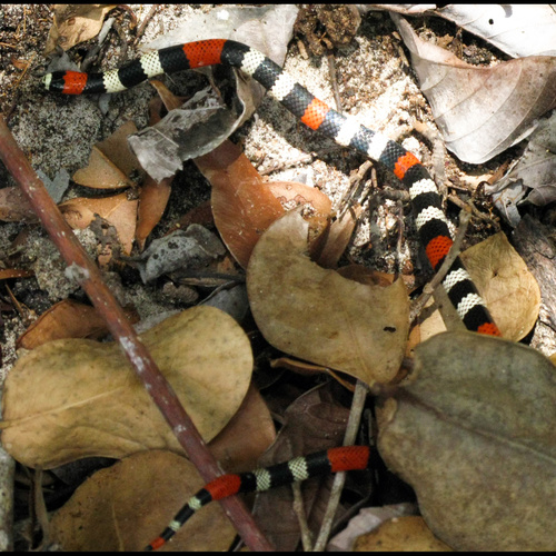 Photo of a Caatinga Coral Snake (Micrurus ibiboboca)