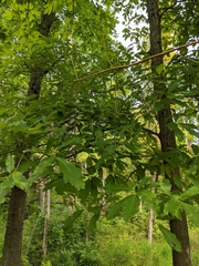 Quercus × leana