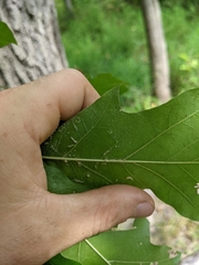 Quercus × leana