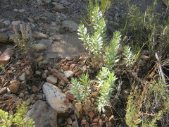 Euryops lateriflorus
