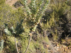 Euryops lateriflorus