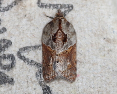 Acleris inana